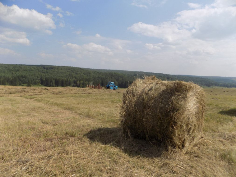 Крестьянско-фермерские хозяйства Ачинского района приступили к сенокосу.