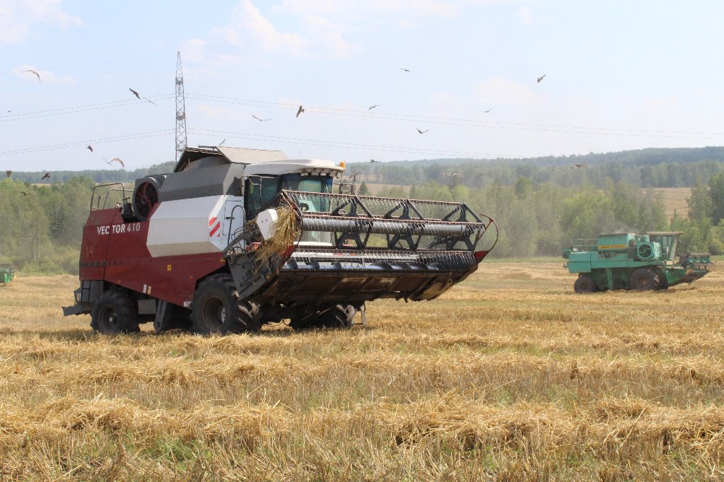 На полях Ачинского района убрано более 60% зерновых культур.