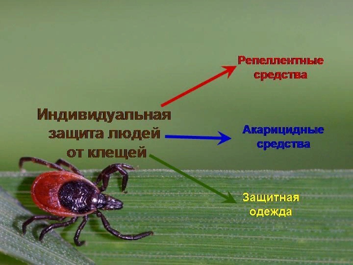 Что делать, если укусил клещ: пошаговая инструкция.
