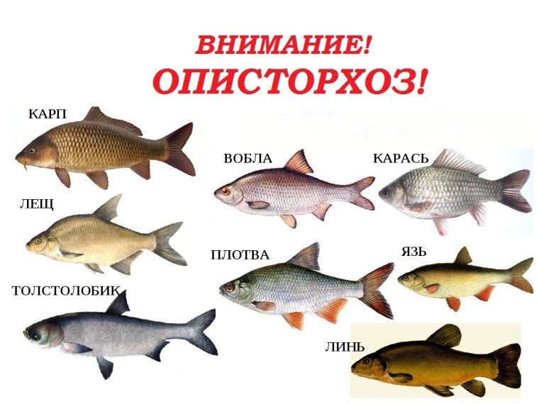 Отмечается рост заболеваемости описторхозом. Отмечается рост заболеваемости описторхозом.