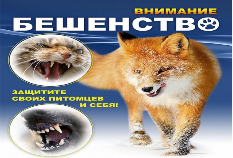 Ветеринары настоятельно рекомендуют жителям Ачинского района провести вакцинацию домашних животных против бешенства. Ветеринары настоятельно рекомендуют жителям Ачинского района провести вакцинацию домашних животных против бешенства.